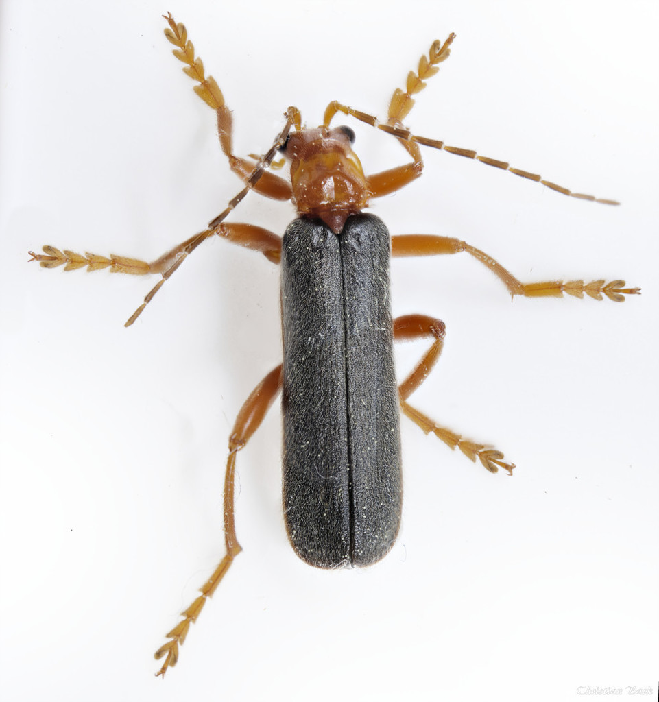 Rotund-collared Soldier Beetle