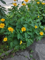 Heliopsis helianthoides