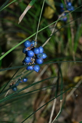 Liriope graminifolia