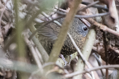 Spelaeornis caudatus