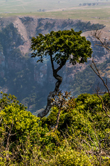 Cussonia sphaerocephala