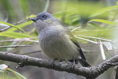 Pteruthius xanthochlorus