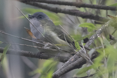 Pteruthius xanthochlorus