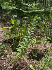 Astragalus canadensis