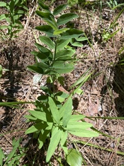 Astragalus canadensis