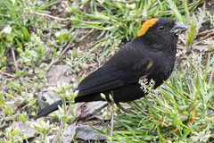 Pyrrhoplectes epauletta