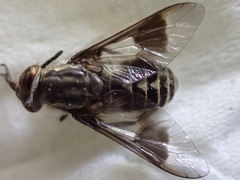 Chrysops aestuans