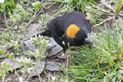 Pyrrhoplectes epauletta