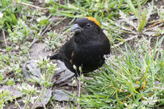 Pyrrhoplectes epauletta