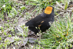Pyrrhoplectes epauletta