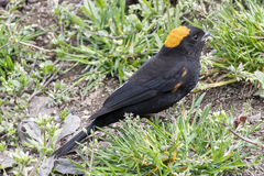 Pyrrhoplectes epauletta