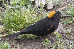 Pyrrhoplectes epauletta