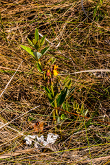 Eriosema umtamvunense
