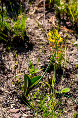 Eriospermum mackenii