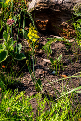 Eriospermum mackenii