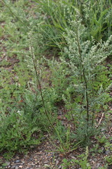 Artemisia scoparia