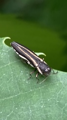 Agrilus bilineatus