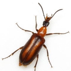 Gnathium minimum