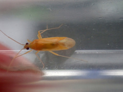 Phylus melanocephalus