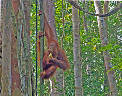 Pongo pygmaeus pygmaeus
