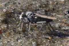 Hypocharassus pruinosus