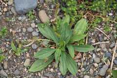 Plantago major
