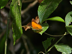 Cirrochroa emalea