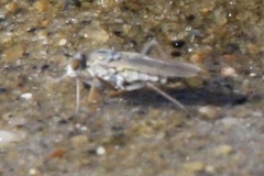 Hypocharassus pruinosus