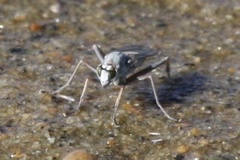 Hypocharassus pruinosus