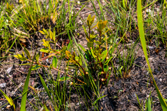 Eugenia albanensis
