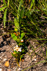 Eugenia albanensis