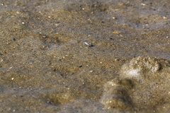 Hypocharassus pruinosus