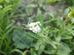 Berteroa incana