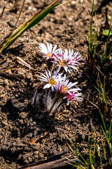 Gerbera natalensis