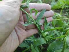 Berteroa incana