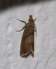 Dichrorampha acuminatana