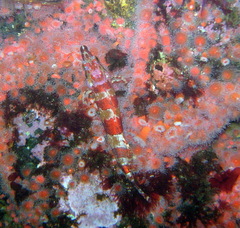 Oxylebius pictus