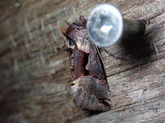 Autographa ampla