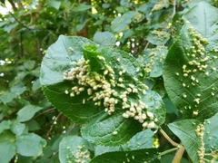 Eriophyes prunianus