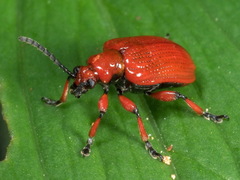 Lilioceris schneideri