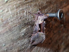 Autographa ampla