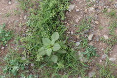 Amaranthus retroflexus