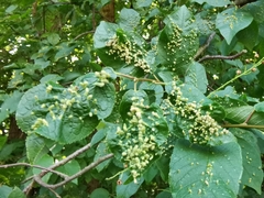 Eriophyes prunianus