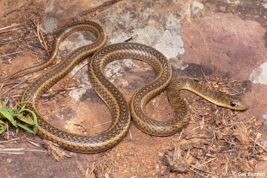 Short-Snouted Grass Snake