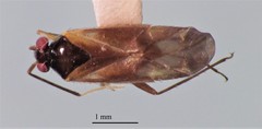 Orthotylus pennsylvanicus