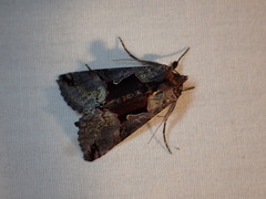 Autographa ampla