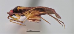 Orthotylus pennsylvanicus