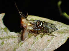 Colyttus