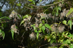 Clematis formosana