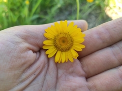 Cota tinctoria